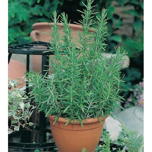 

Terlaris Isi 2 Benih Rosemary F1 Bibit Tanaman Obat / Herbal Import