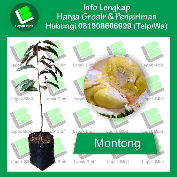 

Terlaris Bibit Durian Montong Tinggi 50 S/D 100 Cm