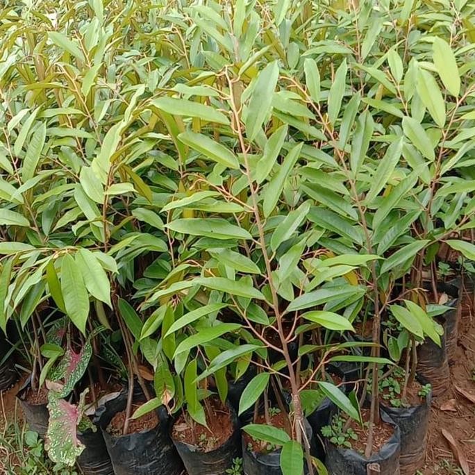 

Terlaris Bibit Tanaman Buah Durian Montong Kaki 3 Unggul