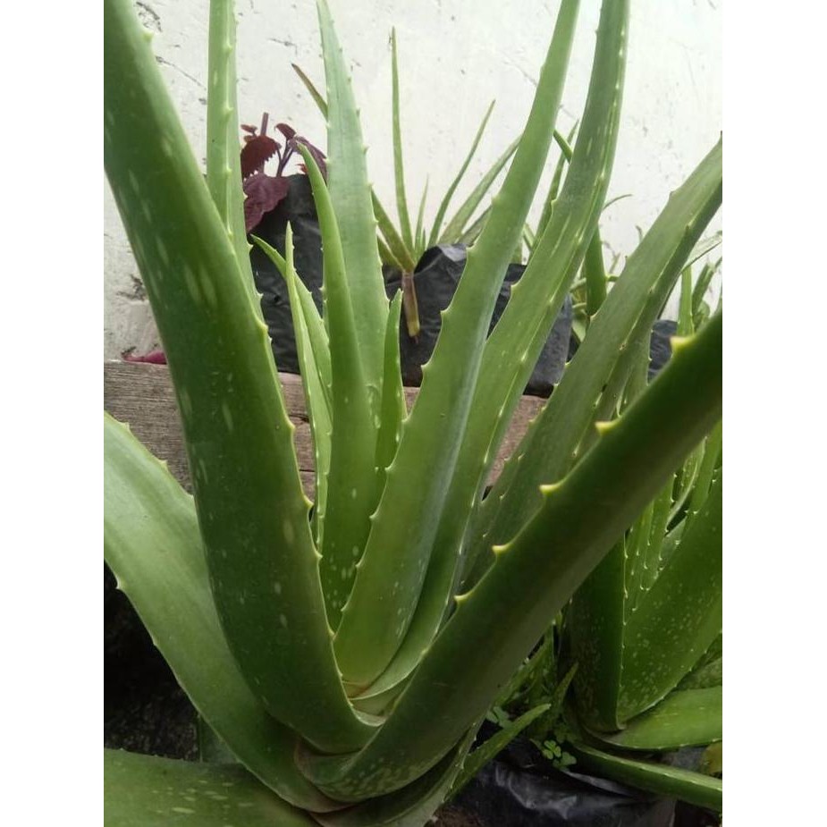 

Terlaris Bibit Tanaman Lidah Buaya