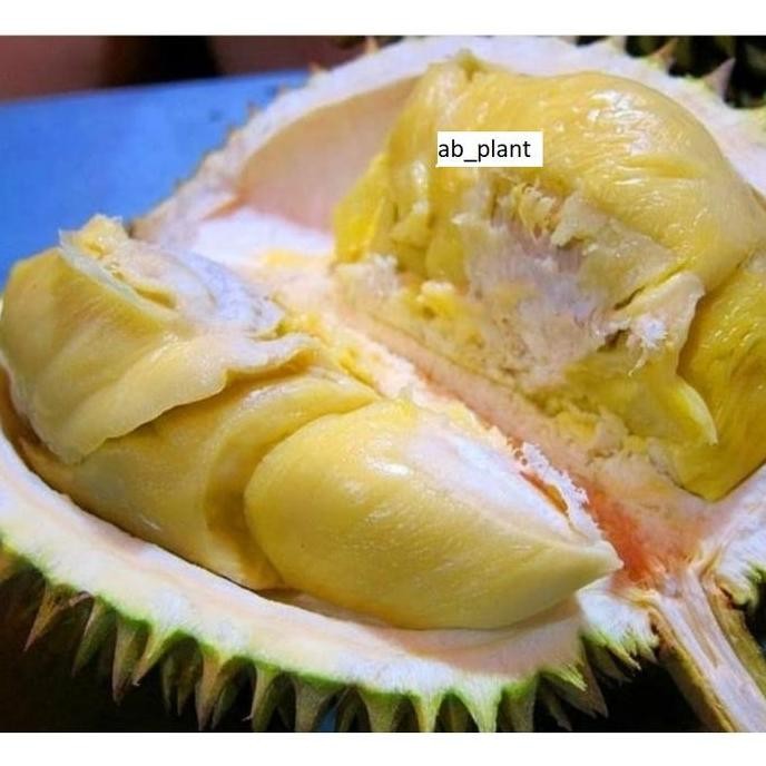

Terlaris Bibit Durian Mimang Super