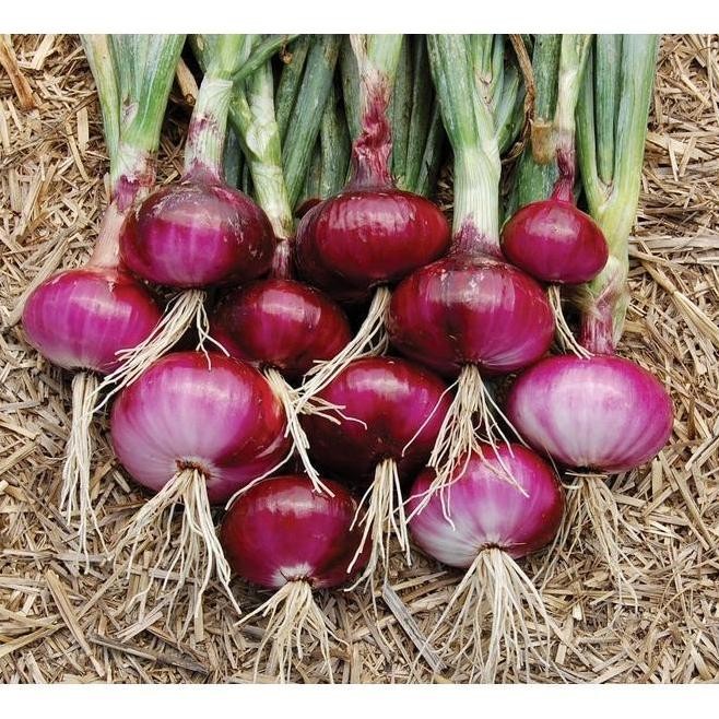 

Terlaris New Versi 300 Benih Bawang Merah Bibit Tanaman Sayur Sayuran