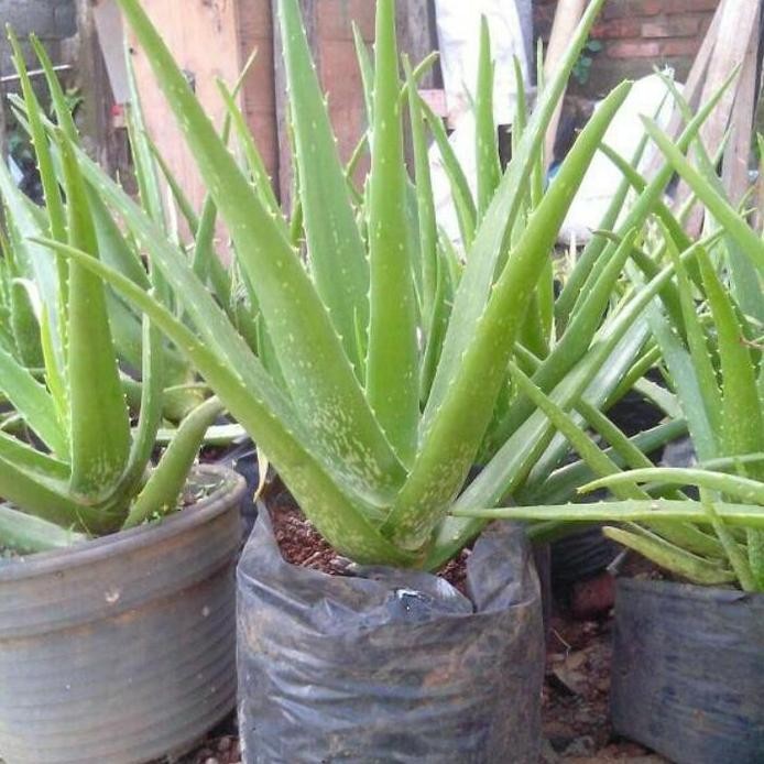 

Terlaris Bibit Tanaman Lidah Buaya Aloevera