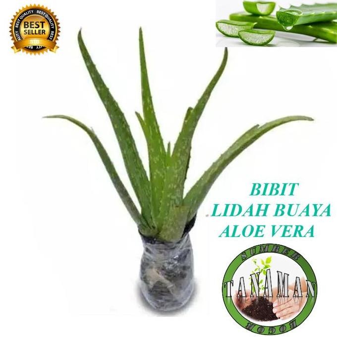 

Terlaris Bibit Pohon Tanaman Herbal Lidah Buaya Aloe Vera