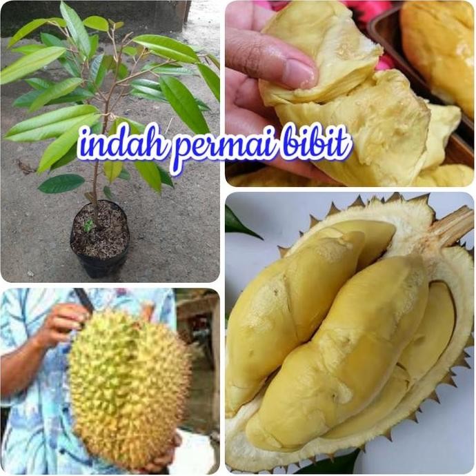 

Terlaris Bibit Tanaman Durian Gantar Bumi