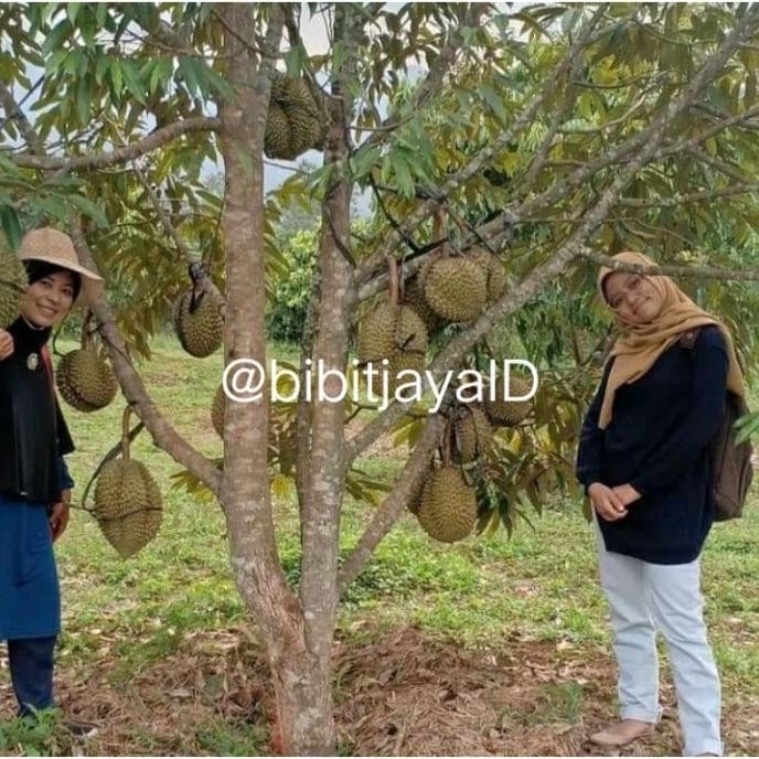 

Terlaris Bibit Durian Pelangi Kaki 3 Cepat Berbuah