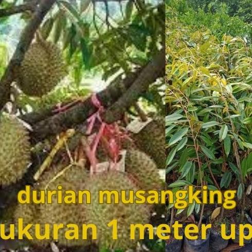

Terlaris Bibit Durian Musangking 1 Meter Up