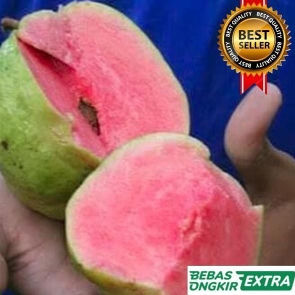 

Terlaris Bibit Jambu Klutuk/Batu Merah Hasil Okulasi Cepat Berbuah