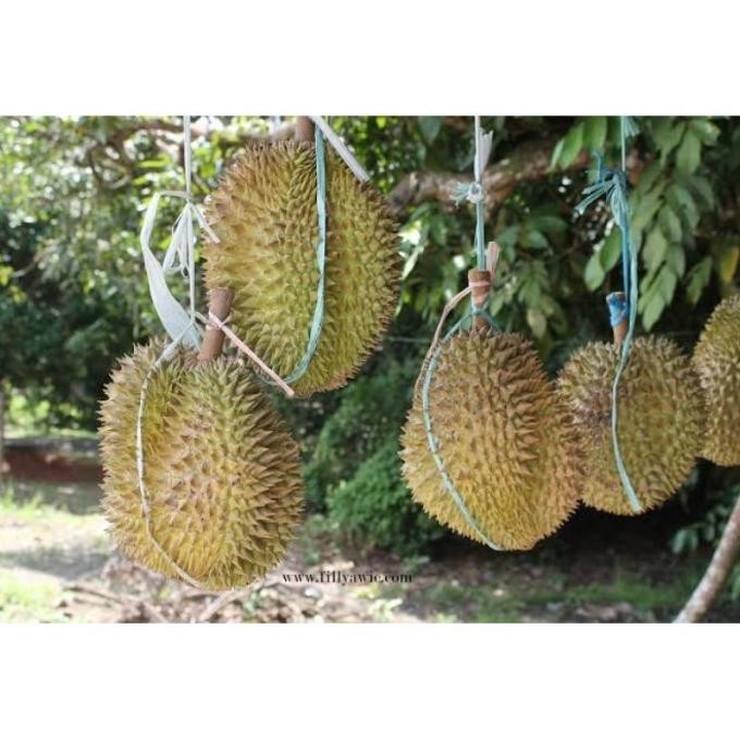 

Terlaris Bibit Durian Otong Emas (Introduksi Durian Montong) Bersertifikat