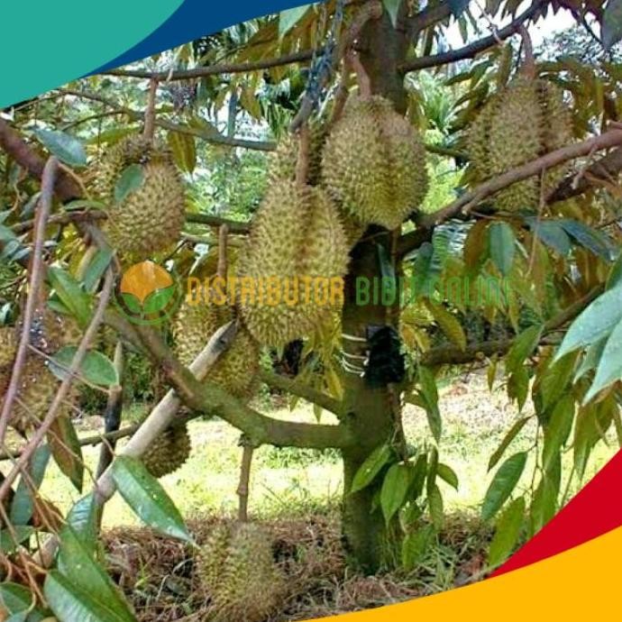 

Terlaris Bibit Durian Montong Super