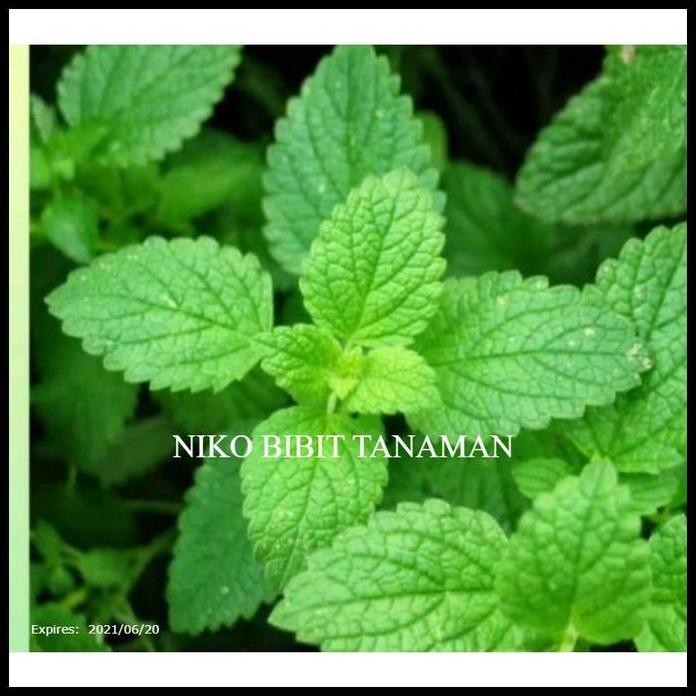 

Terlaris Ready Terlaris Bibit Daun Mint Siap Tanam (Beli 5 Bonus 1)