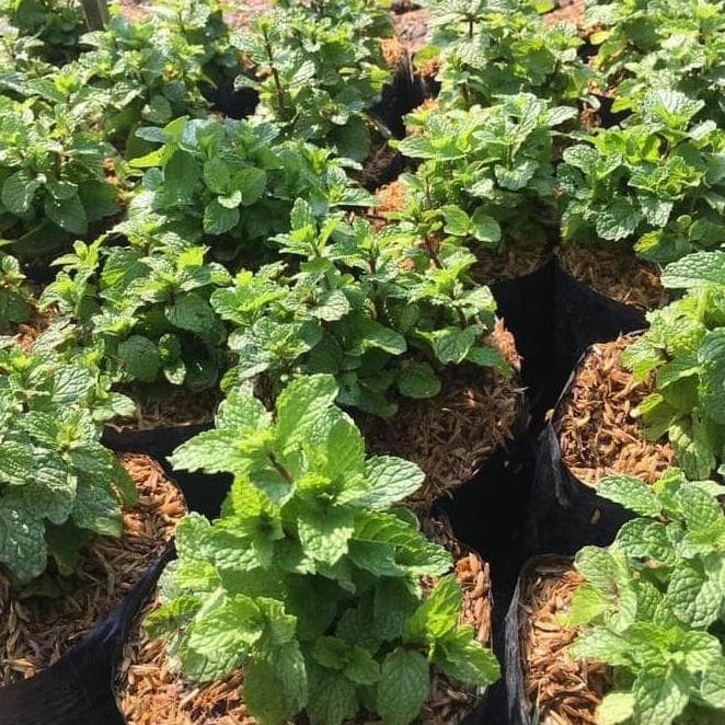 

Terlaris " Paket 3 Bibit Tanaman Daun Mint 3 Jenis Dengan Media