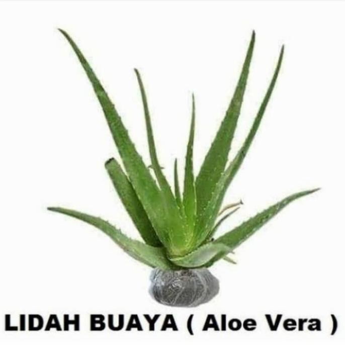 

Terlaris Bibit Tanaman Lidah Buaya / Aloevera