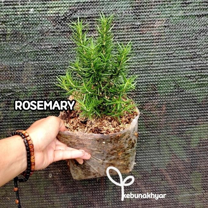 

Terlaris Rosemary Tanaman Hias Herbal Rosemary Bibit Rosemery Rosmeri
