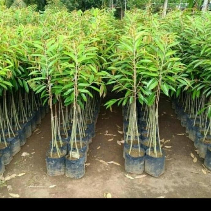 

Terlaris Bibit Durian Kaki 3 Unggul