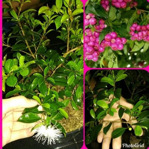 

Terlaris Bibit Tanaman Jambu Air Lili Pili Atau Lily Pily Berbunga Siap Berbuah Aww