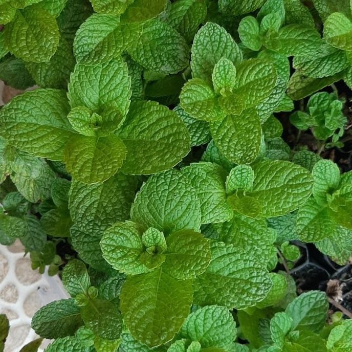 

Terlaris Bibit Daun Mint, Sepearmint, Mentha Merdina