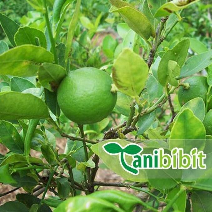 

Terlaris Bibit Pohon Jeruk Nipis Tanaman Buah Herbal Az