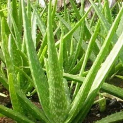 

Terlaris Tanaman Hias Lidah Buaya - Bibit Pohon Lidah Buaya Murah