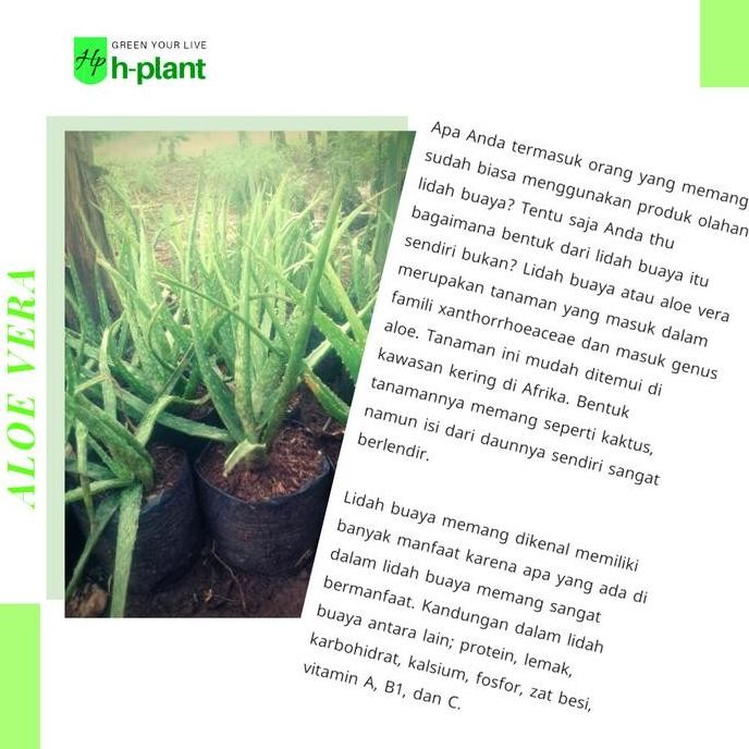

Terlaris Bibit Tanaman Lidah Buaya / Aloe Barbadensis Miller