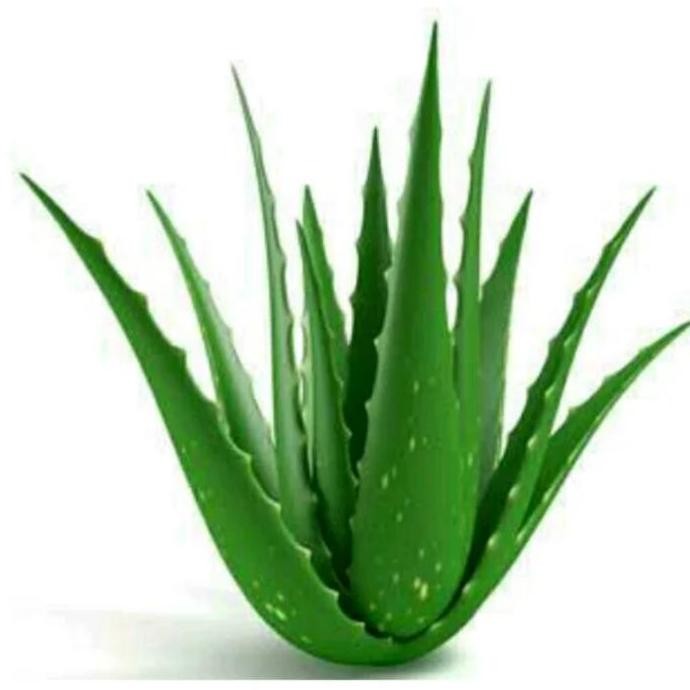 

Terlaris Bibit Lidah Buaya Jumbo