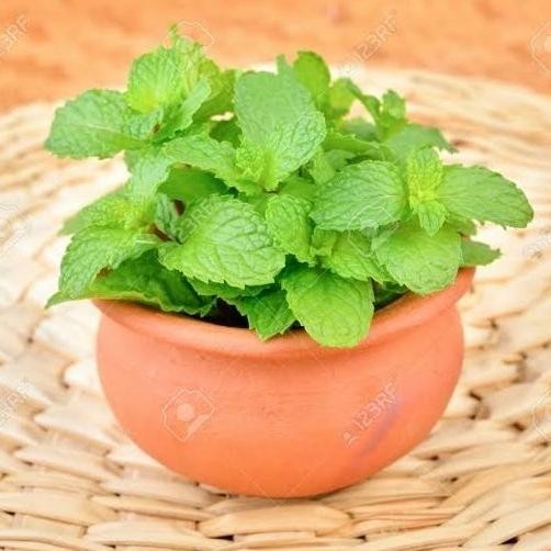 

Terlaris Xz1- Biji Benih Bibit Herbal Daun Mint Spearmint - Aroma Mint Segar