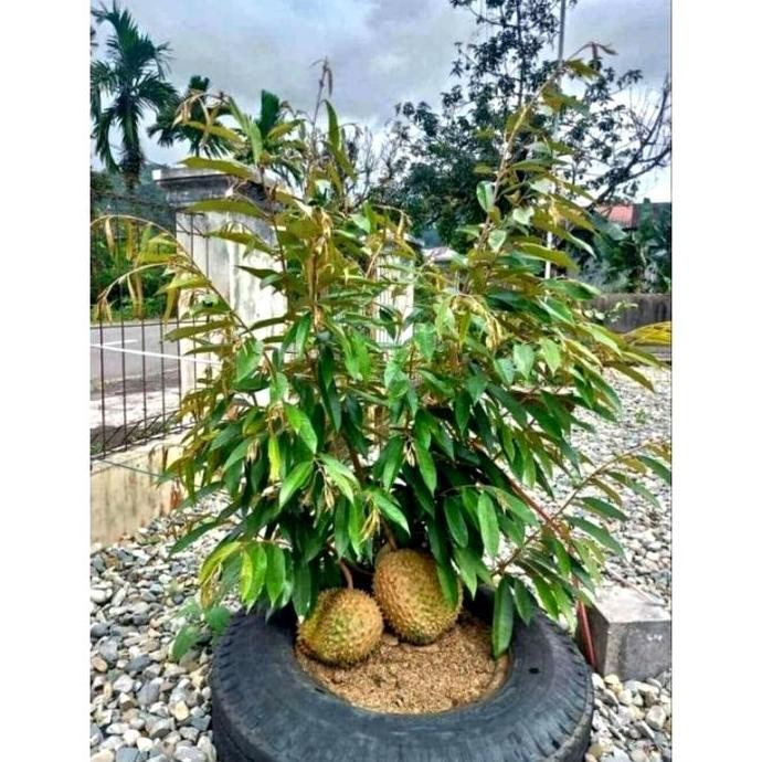 

Terlaris Bibit Pohon Durian Baworr