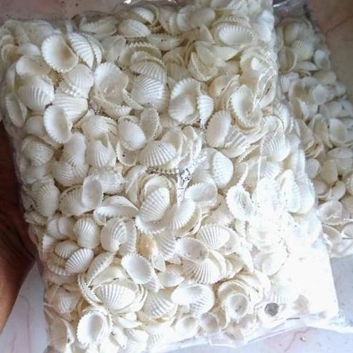 Terlaris Murah Cangkang Kerang Dara Putih 1 Kg / Hiasan Dekorasi Aquarium / Kerajinan Tangan / Cangk