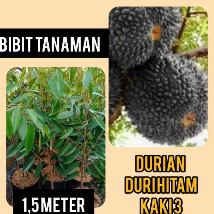 

Terlaris Bibit Durian Duri Hitam Kaki 3 Tinggi 1.5 Meter