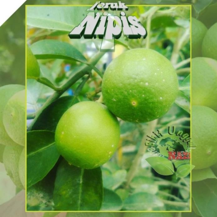 

Terlaris Bibit Jeruk Nipis Okulasi Super Unggul Dan Genjah Bisa T Giwyto 9034Mi