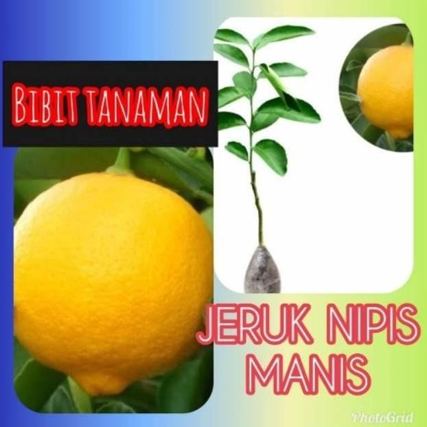 

Terlaris Super Best Bibit Tanaman Buah Jeruk Nipis Manis Manteb Joss 100% Bb82