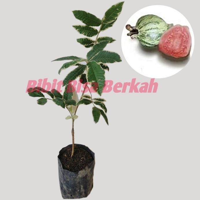 

Terlaris Bibit Jambu Varigata Buah Jambu Varigata Pohon Jambu Original Flora