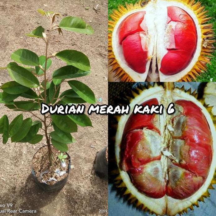 

Terlaris Bibit Buah Durian Merah Kaki 6