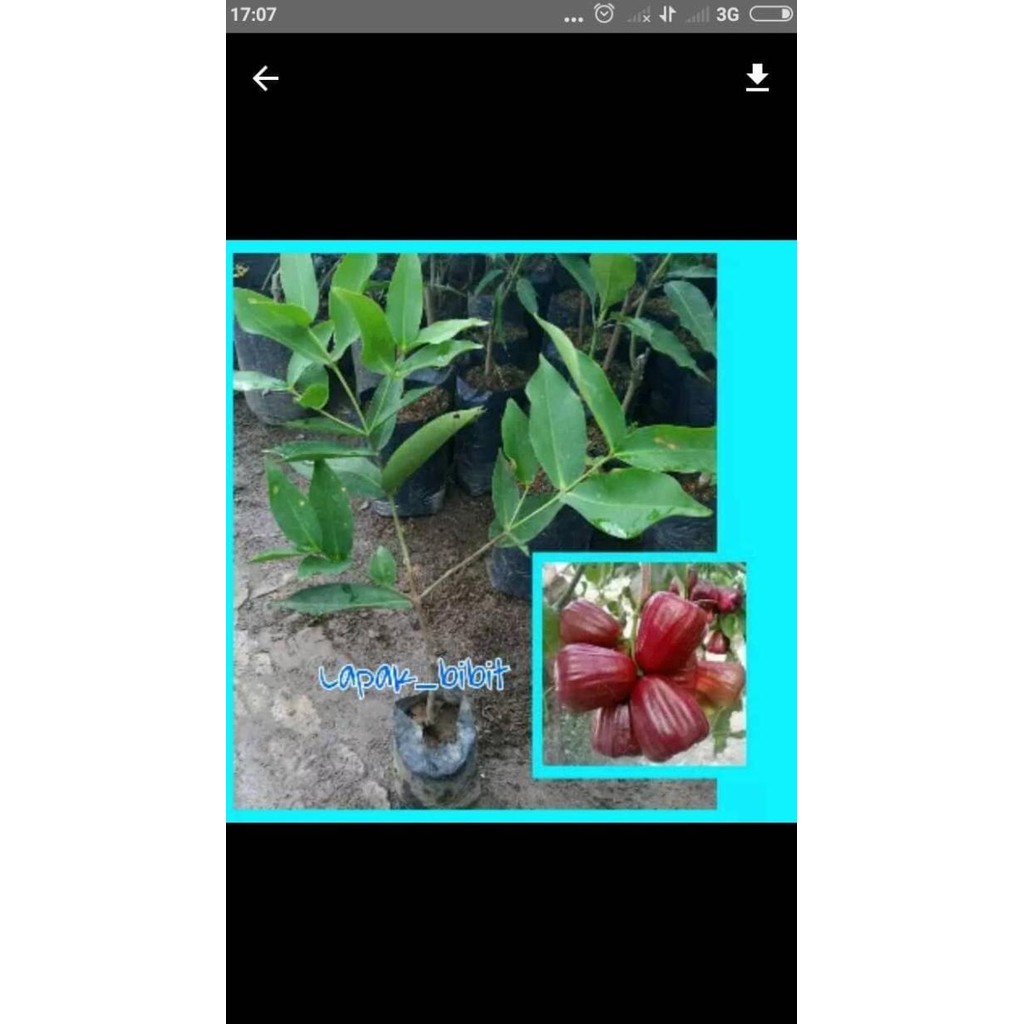 

Terlaris Bibit Pohon Jambu Dalhari Cccc