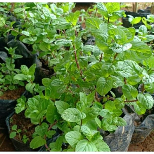 

Terlaris Bibit Daun Mint-Menthol-Tanaman Mint Peppermint Super Dekwpi 6746Yp