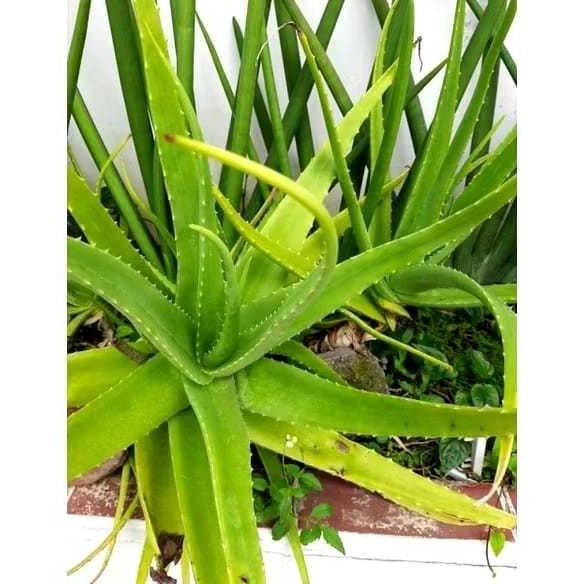 

Terlaris Bibit Tanaman Lidah Buaya