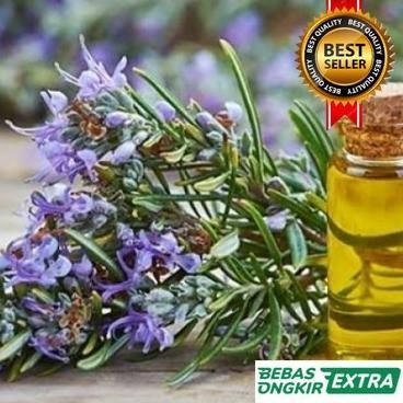 

Terlaris Bibit Tanaman Rosemary Herbal Bibit Unggul Terlaris