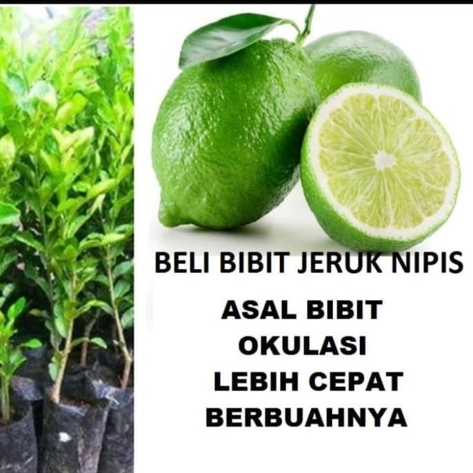 

Terlaris Bibit Tanaman Buah Jeruk Nipis Tob