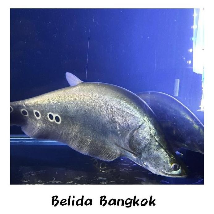 Terlaris Hiasan Aquarium Ikan Belida Bangkok Bigsize Jumbo Highquality Tankmate