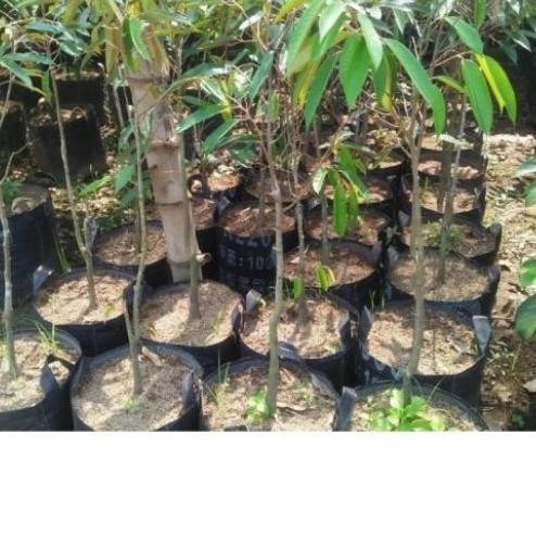 

Terlaris Bibit Durian Bawor Kaki 1