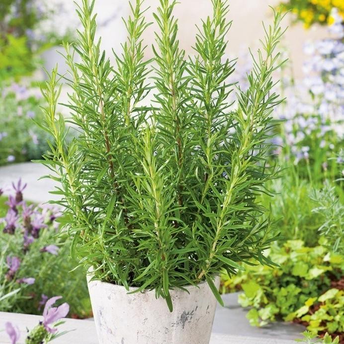 

Terlaris Bibit Tanaman Herbal Rosemary - Tanaman Herbal Dan Bumbu Masakan