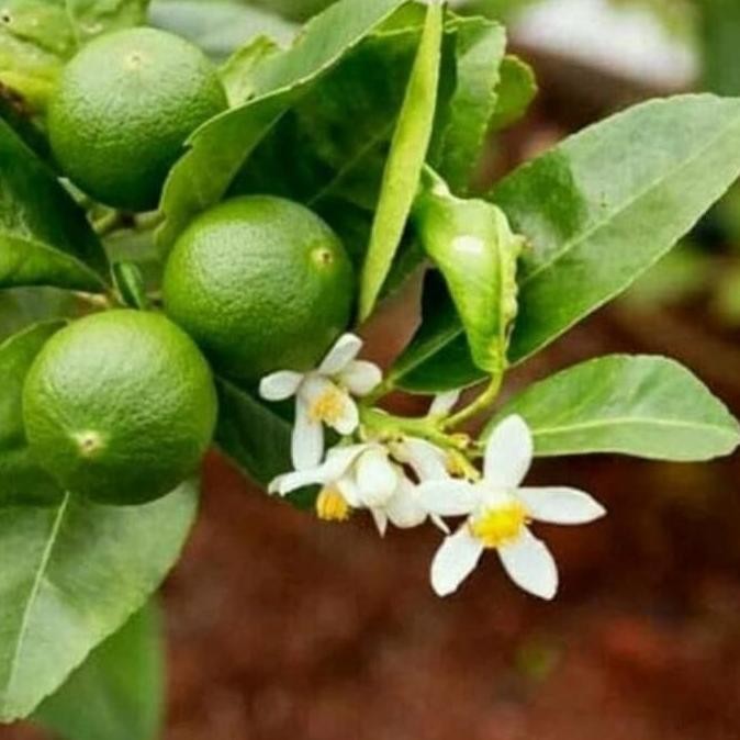 

Terlaris Bibit Tanaman Pohon Buah Jeruk Nipis / Citrus Ber Ax