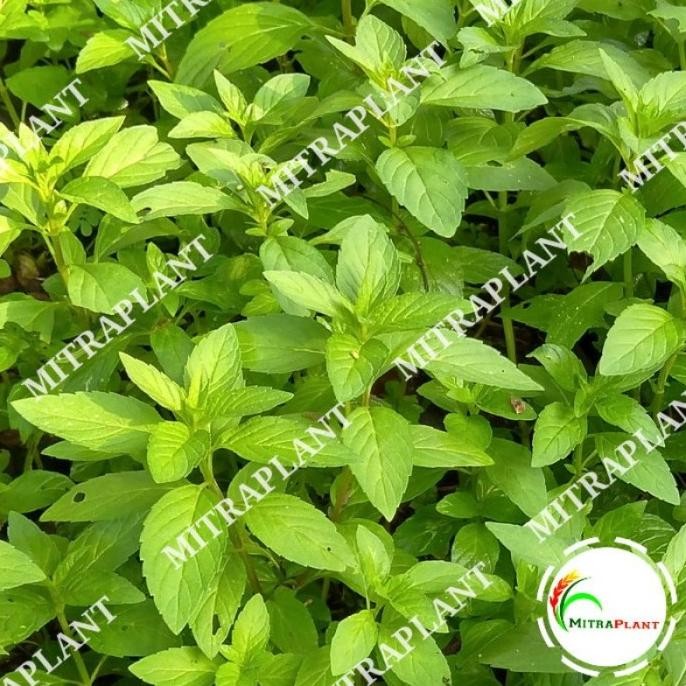 

Terlaris Bibit Pohon Peppermint - Tanaman Daun Peppermin Daun Mint - Tanaman