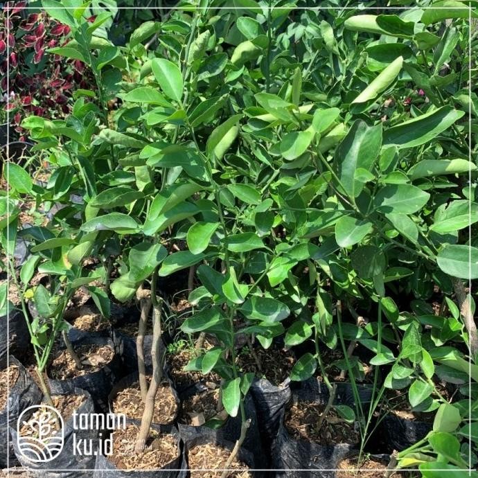

Terlaris Free Ongkir Bibit Tanaman Jeruk Pecel / Jeruk Nipis