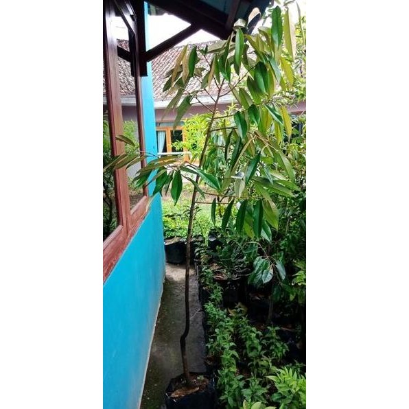

Terlaris Bibit Durian Duri Hitam 150Cm