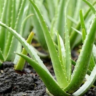 

Terlaris Bibit Tanaman Lidah Buaya Kampung - Tanaman Hias Lidah Buaya Pot