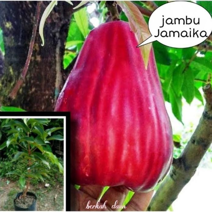 

Terlaris Terlaris Bibit Jambu Jamaika Unggul Oyee