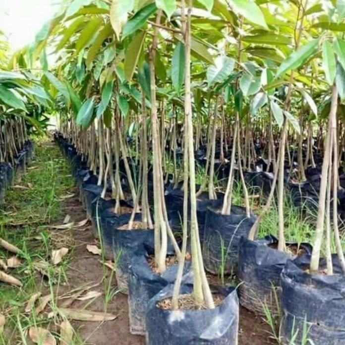 

Terlaris Bibit Durian Montong Kaki 3