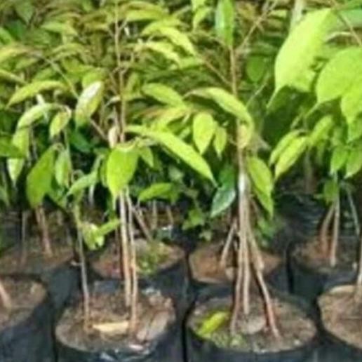 

Terlaris Bibit Durian Musangking Kaki Tiga Cepat Berbuah Hasil Okulasi