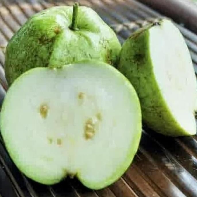 

Terlaris 2 Paket Bibit Jambu Kristal Kondisi Berbunga